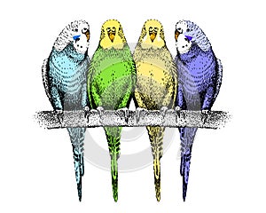 Colored budgerigars sketch. Four common, shell parakeets. Group of tropical exotic birds sitting on branch. Hand-drawn