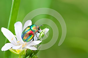 Colored bug sits on a flower