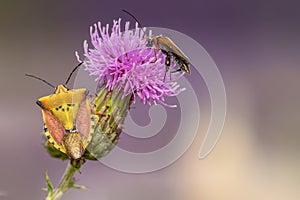 Colored bug on a thistle flower