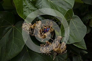 Colored bugs colored bugscolored bugs