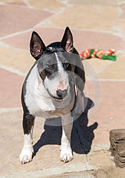 Colored Bull Terrier posing for the camera