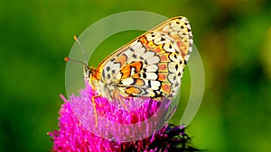 A  colored butterfly on a milk thistle flower