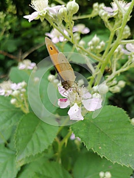 Colored butterfly sitting on a pink flower close up