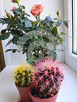 Colored cacti and a rose on the window. Houseplants. White window sill. Flowers in pots