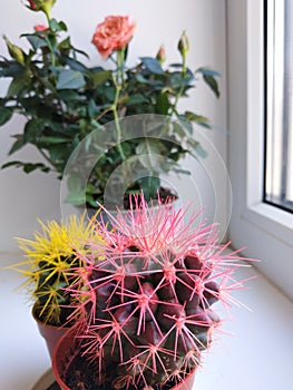 Colored cacti and a rose on the window. Houseplants. White window sill. Flowers in pots