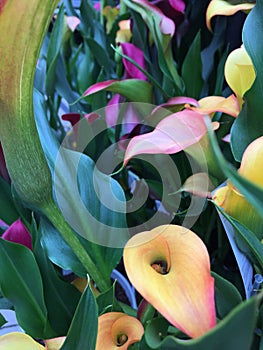 Colored Calla Lilies