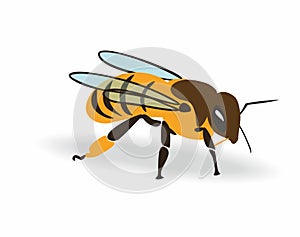 Colored cartoon honey bee, whole body