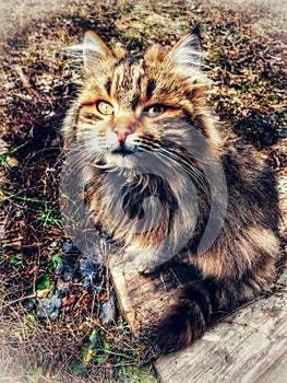 Colored cat cat in ukraine