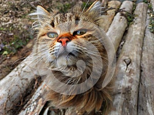 Colored cat cat in ukraine