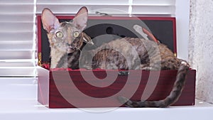 Colored cat Cornish Rex in a wine box