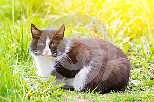 A colored cat is lying on the grass. Cat in the grass. A street cat. Beautiful cat.