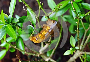 Colored caterpillar or Brown worm