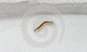 Colored Caterpillar close up, Lepidoptera, isolated on white