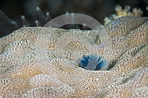 A colored Christmas tree worm