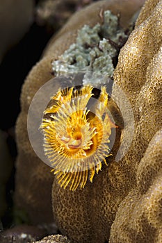 A colored Christmas tree worm