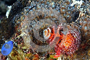 A colored Christmas tree worm