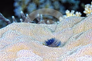 A colored Christmas tree worm