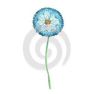 Colored cian watercolor dandelion with seeds parachutes and a green stalk. Hand drawn Wild flower on a white background. Design