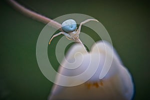 Colored closeup of small white spider misumena vatia on flower stem and blurry background