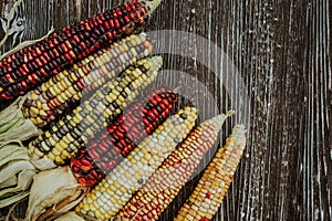 Colored cobs of delicious Indian corn on a brown wooden background, Colorful home decor for the holidays