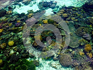 Colored coral, fish and marine life in crystal clear waters of tropical island