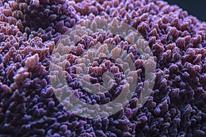Colored corals in a marine aquarium. macro photography photo
