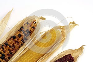 Colored corn cobs