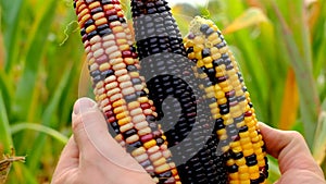 Colored corn cobs.Multicolored corn .corn cobs different colors.Farming bio vegetables. Autumn harvest of corn.