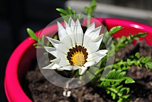 Colored Decorative flowers