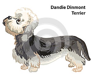 Colored decorative portrait of Dog Dandie Dinmont Terrier vector illustration