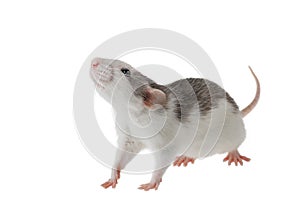 Colored decorative rat isolated on a white background. Mouse for cutting and copying. Photo of a rodent for the