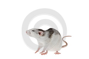 Colored decorative rat isolated on a white background. Mouse for cutting and copying. Photo of a rodent for the