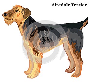 Colored decorative standing portrait of Airedale Terrier