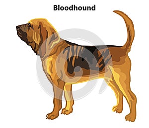 Colored decorative standing portrait of Bloodhound vector illustration