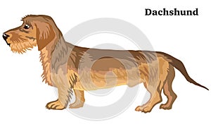 Colored decorative standing portrait of Dachshund wire-haired