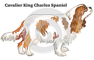 Colored decorative standing portrait of dog Cavalier King Charles Spaniel vector illustration