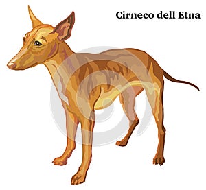 Colored decorative standing portrait of dog Cirneco dell Etna vector illustration photo