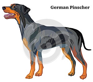Colored decorative standing portrait of dog German Pinscher sta