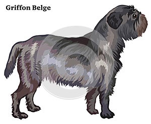 Colored decorative standing portrait of dog Griffon Belge vector
