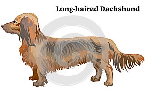 Colored decorative standing portrait of dog Long-haired Dachshund vector illustration