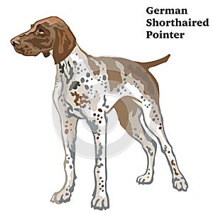 Colored decorative standing portrait of German Shorthaired Point
