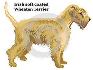 Colored decorative standing portrait of Irish soft coated Wheaten Terrier vector illustration