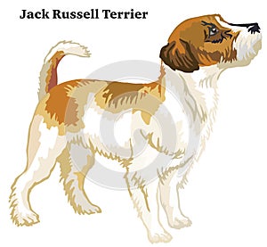Colored decorative standing portrait of Jack Russell Terrier