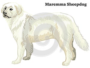 Colored decorative standing portrait of Maremma Sheepdog vector illustration