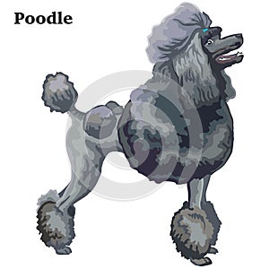 Colored decorative standing portrait of Poodle vector illustration