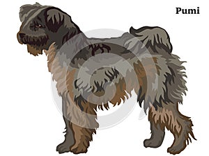 Colored decorative standing portrait of Pumi dog vector illustration