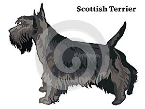 Colored decorative standing portrait of Scottish Terrier vector illustration