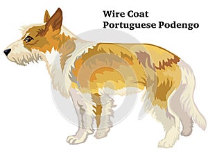 Colored decorative standing portrait of Wire Coat Portuguese Podengo vector illustration photo