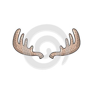 Colored deer horns. Vector freehand illustration in doodle style. Moose antlers