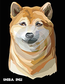 Colored dog Shiba Inu vector portrait